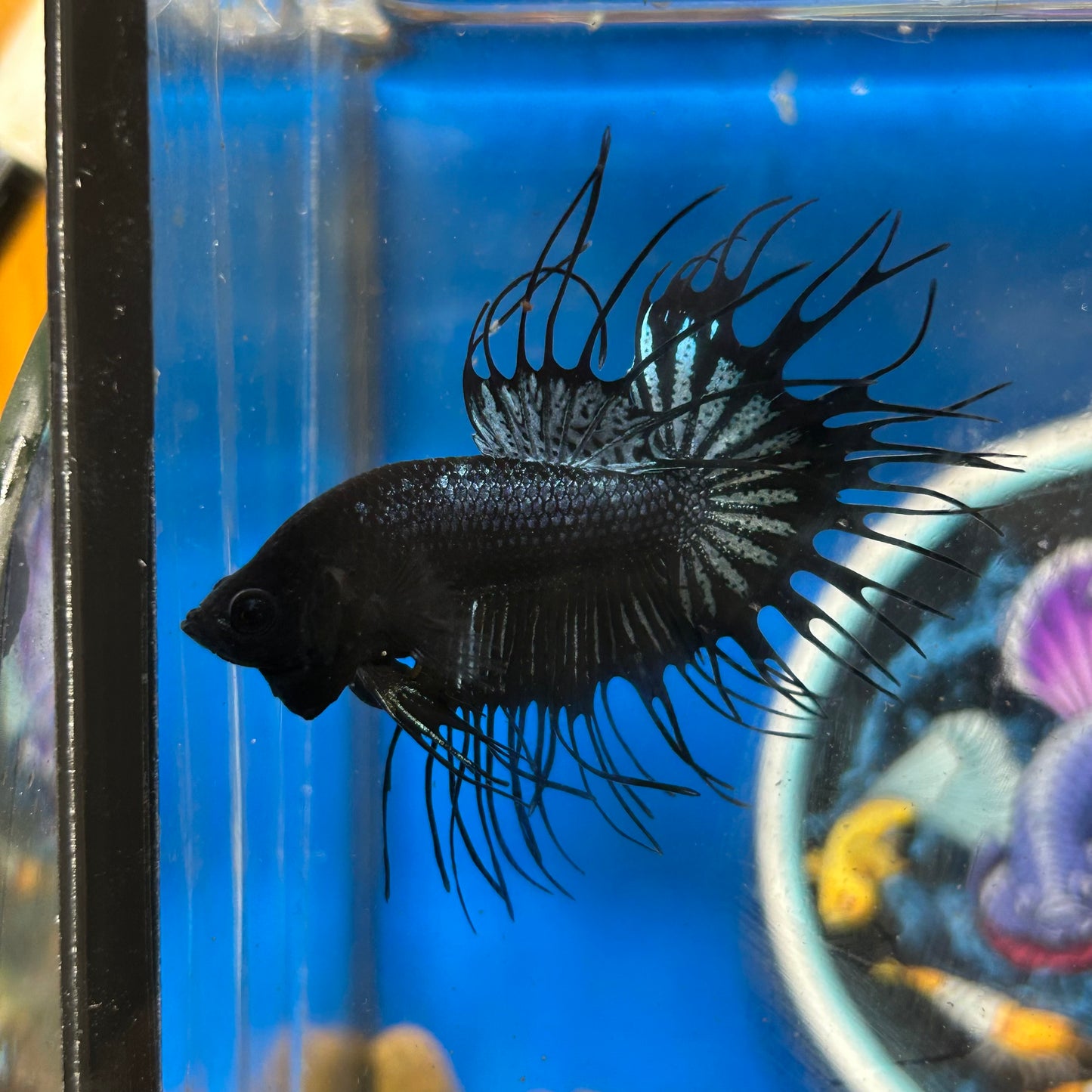 Black Orchid King Crowntail - Male Betta 028