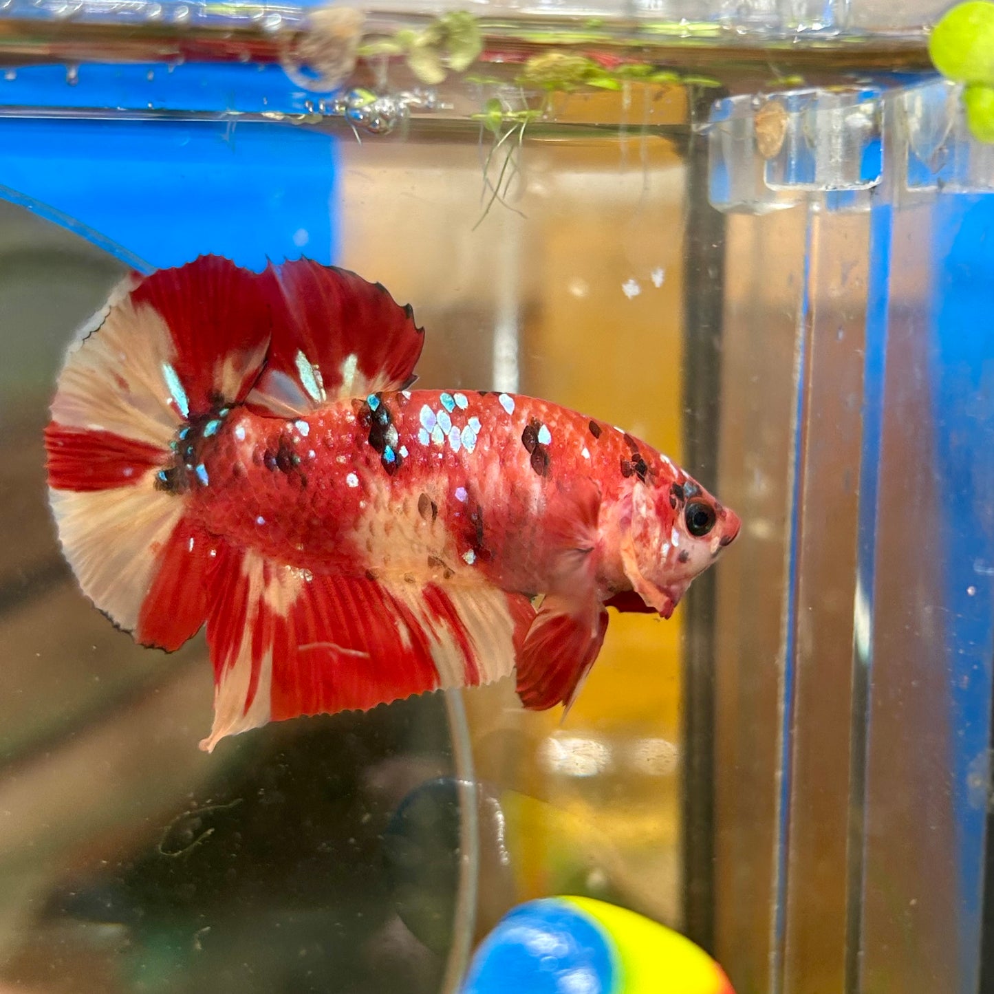 Nemo Koi Galaxy Plakat  - Male Betta 156