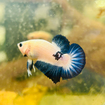 Plakat Blue Rim Male Betta #006