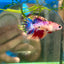 Koi Red Halfmoon Crowntail - Female Betta 108