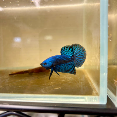 Hybrid Wild Alien Blue - Male Betta 007