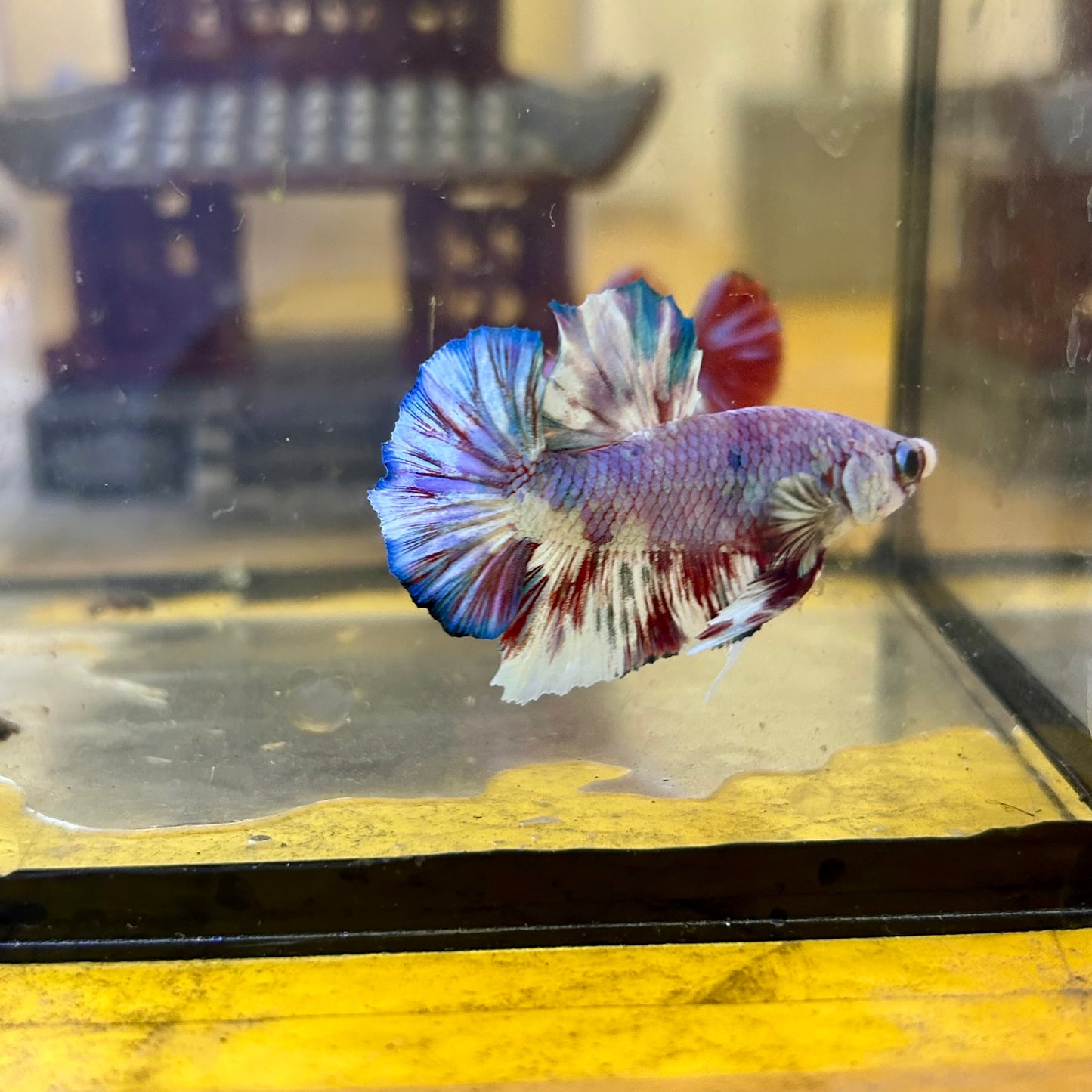 Red Snow Barongsai Plakat - Male Betta 064