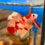 Nemo Classic Plakat  - Male Betta 135