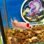 Koi Tancho Plakat - Female Betta 050