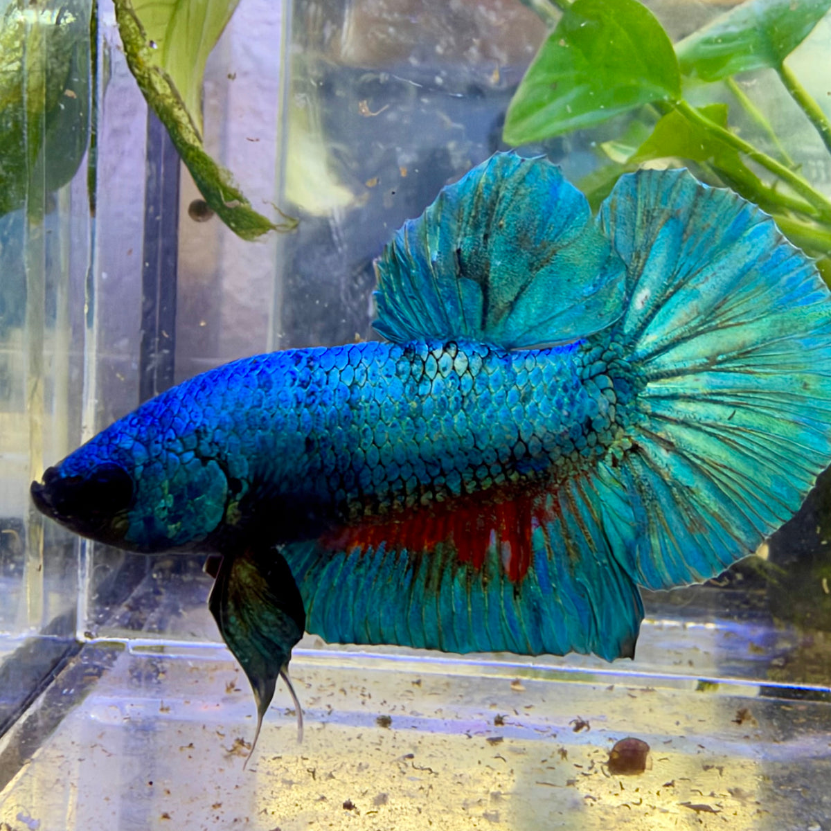 Plakat Turquoise Male Betta #091