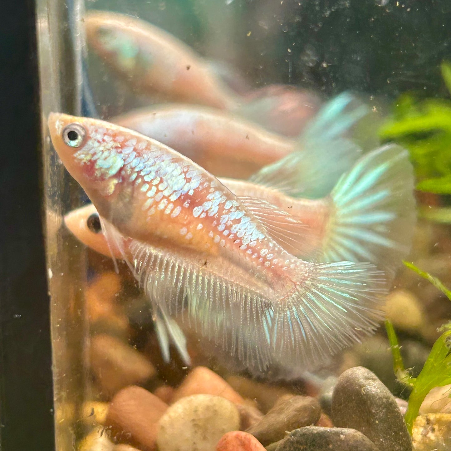 White Copper Halfmoon - Female Betta 040