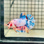 Plakat Koi White Candy Male Betta #123