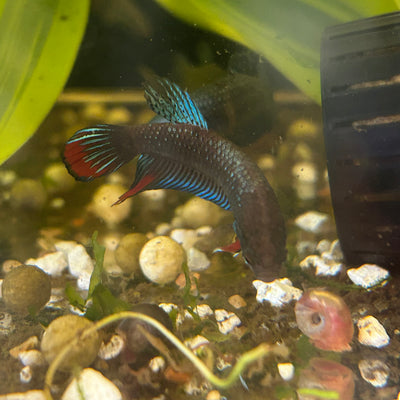 Wild Imbellis- Male Betta