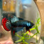 Wild Imbellis Grey - Male Betta 089