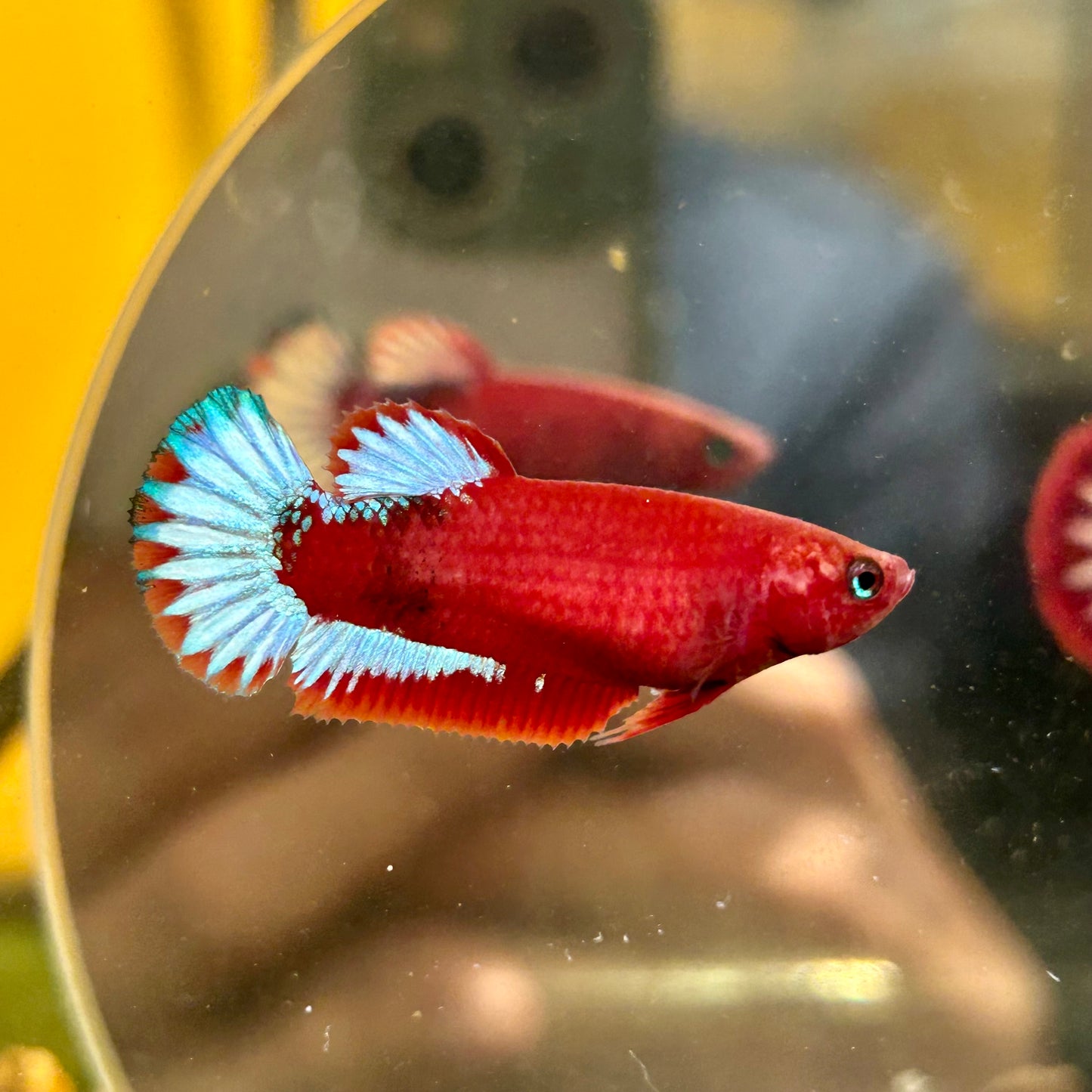 Red Fancy Plakat - Female betta 059