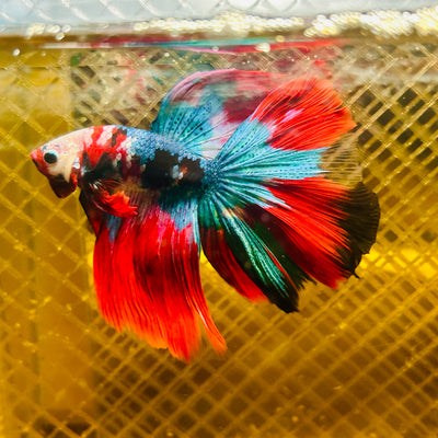 Halfmoon Koi Red Galaxy Male Betta #Ju34