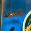 Wild Imbellis long fin - Female Betta 027