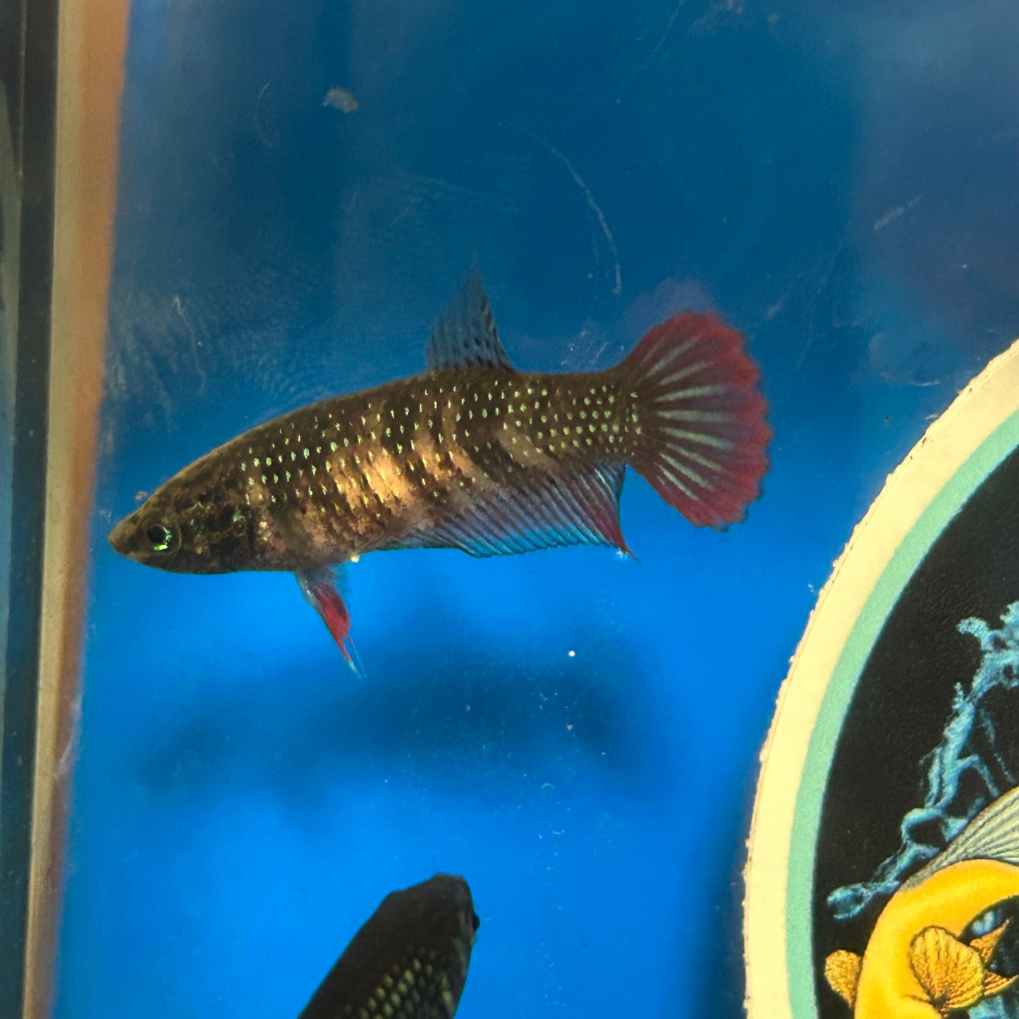 Wild Imbellis long fin - Female Betta 027