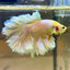 Yellow Feather- Male Betta FM2