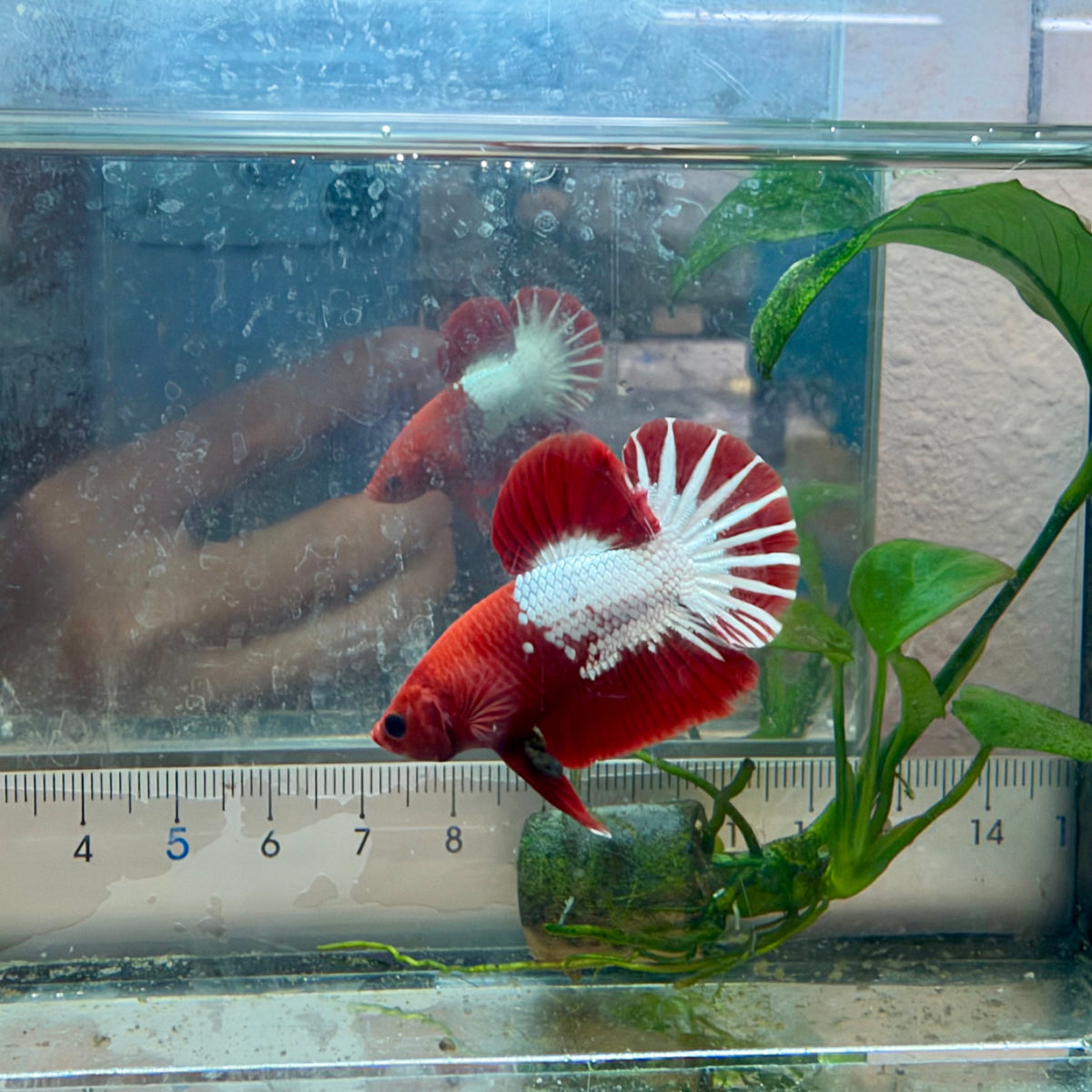 Plakat Red Fancy Copper Male Betta #040