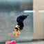 Plakat Bumble Bee Yellow Male Betta #018