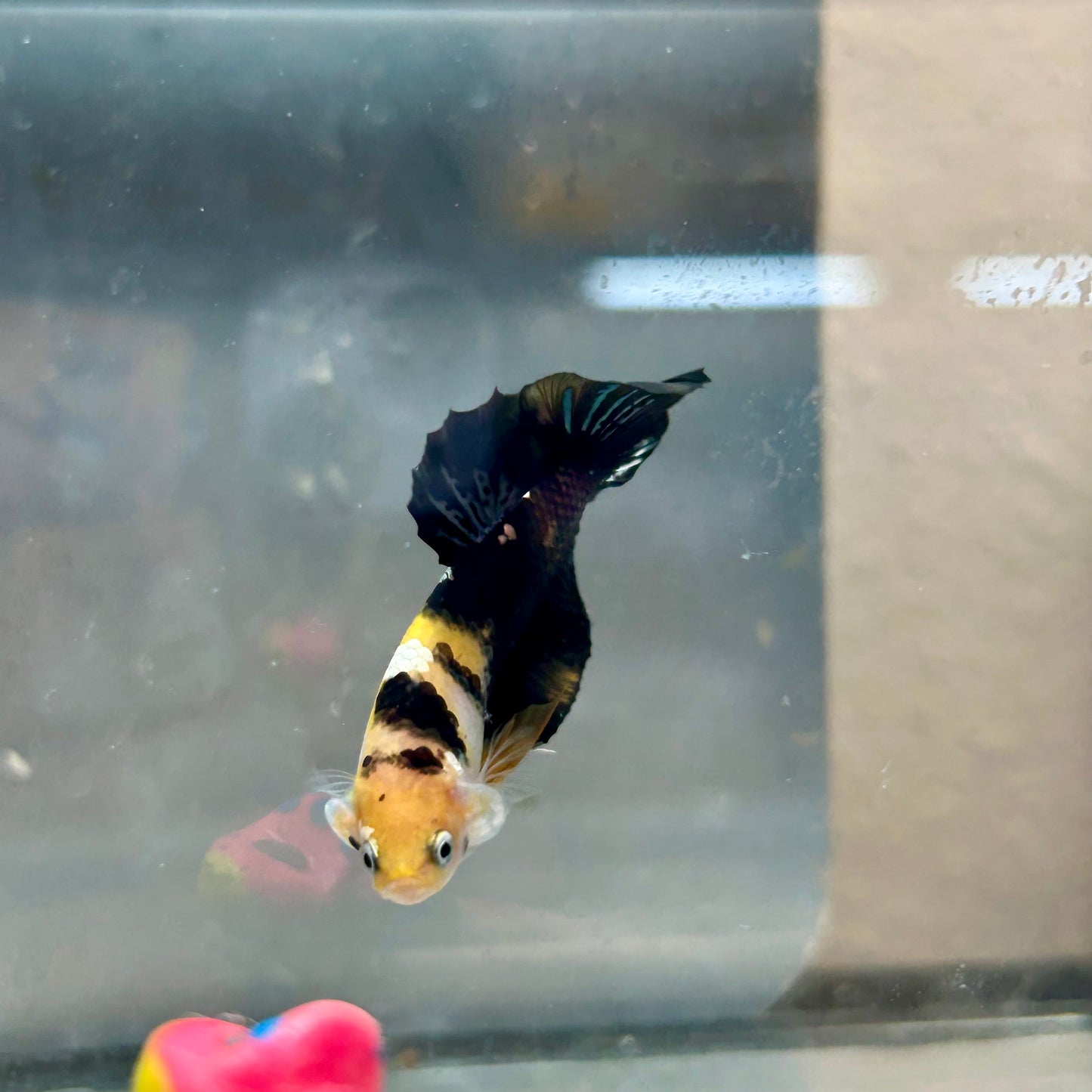Plakat Bumble Bee Yellow Male Betta #018