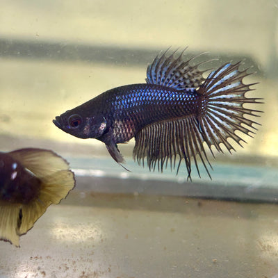 Black Orchid King Crowntail - Female betta 130