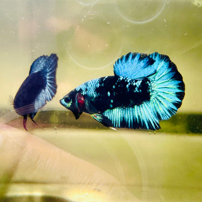Avarta Black Light Plakat - Male betta 123
