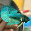 Green turquoise Neon Plakat - Male Betta 170