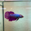 Purple Pink Halfmoon - Female Betta 188