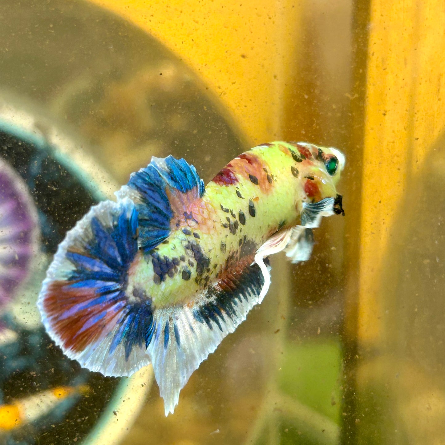 Dumbo Koi Neon Plakat - Male Betta 093