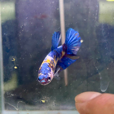 Yellow Koi Halfmoon - Female Betta 010