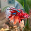 Multicolor Koi Halfmoon - Male Betta 091 Ripped fins