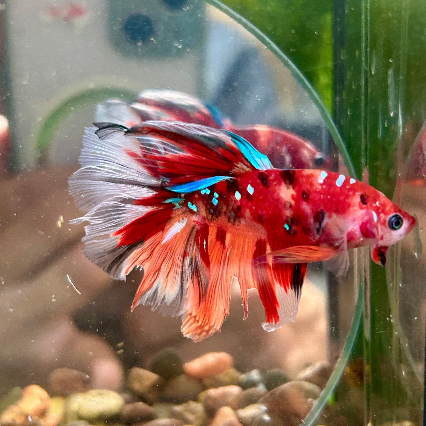 Multicolor Koi Halfmoon - Male Betta 091 Ripped fins