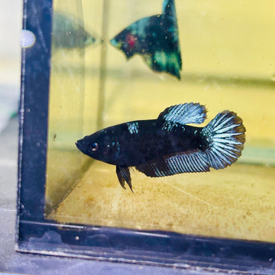 Avarta Black Light Plakat - Female betta 064