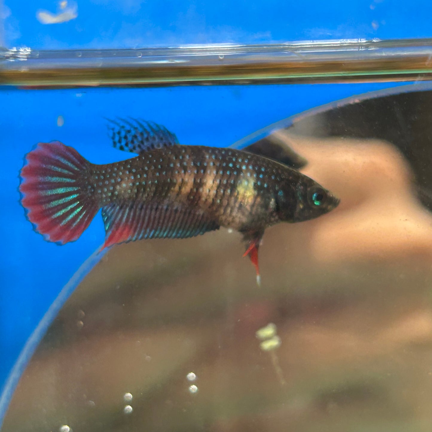 Red Blue Wild Imbellis - Female Betta 095