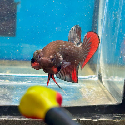 Wild Imbellis Copper - Male Betta 007
