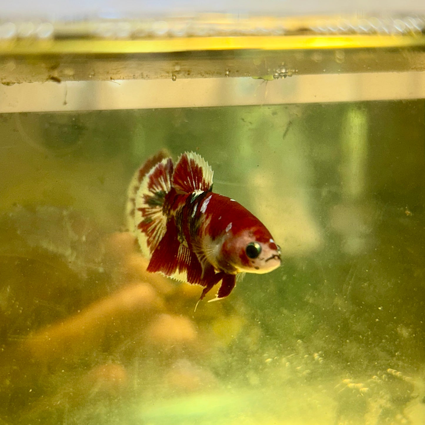 Koi Red Galaxy Plakat - Female Betta  35 Breeder Grade