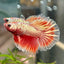 Red Gold Fancy Copper Halfmoon - Male Betta 116