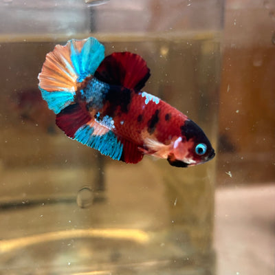 Black Mask Nemo Koi Plakat  - Male Betta 166