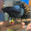 Black Orchid Crowntail - Male Betta 008