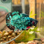 Avarta Green Plakat - Male Betta 072