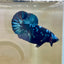 Nebula Blue Avarta Plakat - Male Betta 137