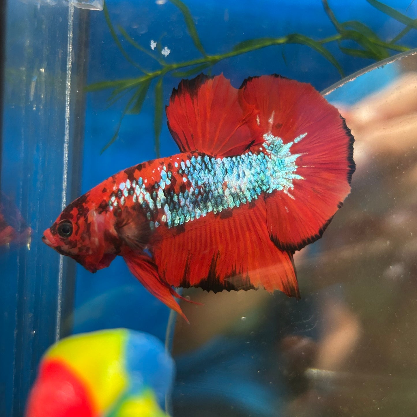 Red Tiger Plakat - Male Betta 061