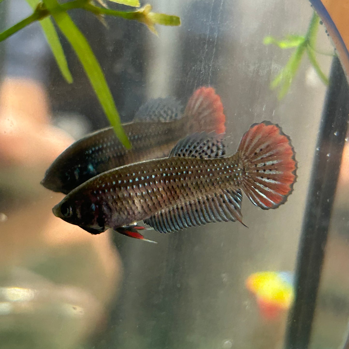 Red Blue Wild Imbellis - Female Betta 010