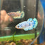 Blue Marble Dot Plakat - Female betta 116