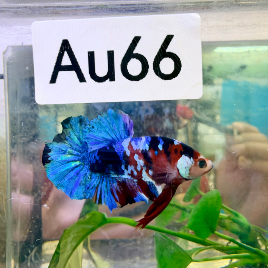Plakat Red Koi Galaxy Male Betta #Au66