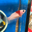 Koi Tancho Plakat - Female Betta 072