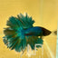 Green Turquoise Feather- Male Betta FM3