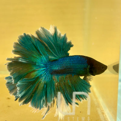 Green Turquoise Feather- Male Betta FM3