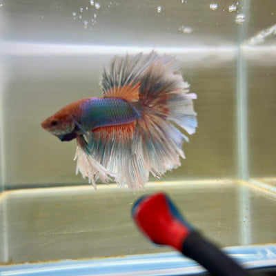 Pastel Blue Feather- Male Betta 087