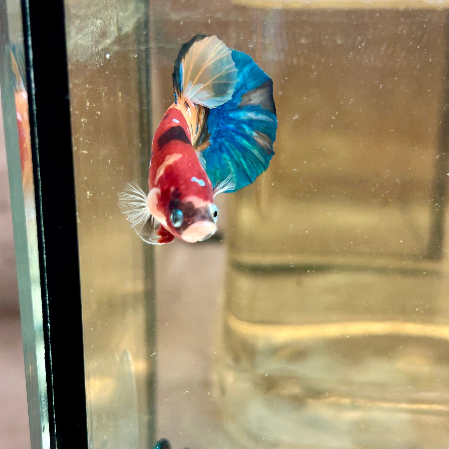 Triband Nemo Koi Plakat  - Male Betta 167