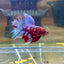 Purple Red Galaxy Halfmoon - Male Betta  037