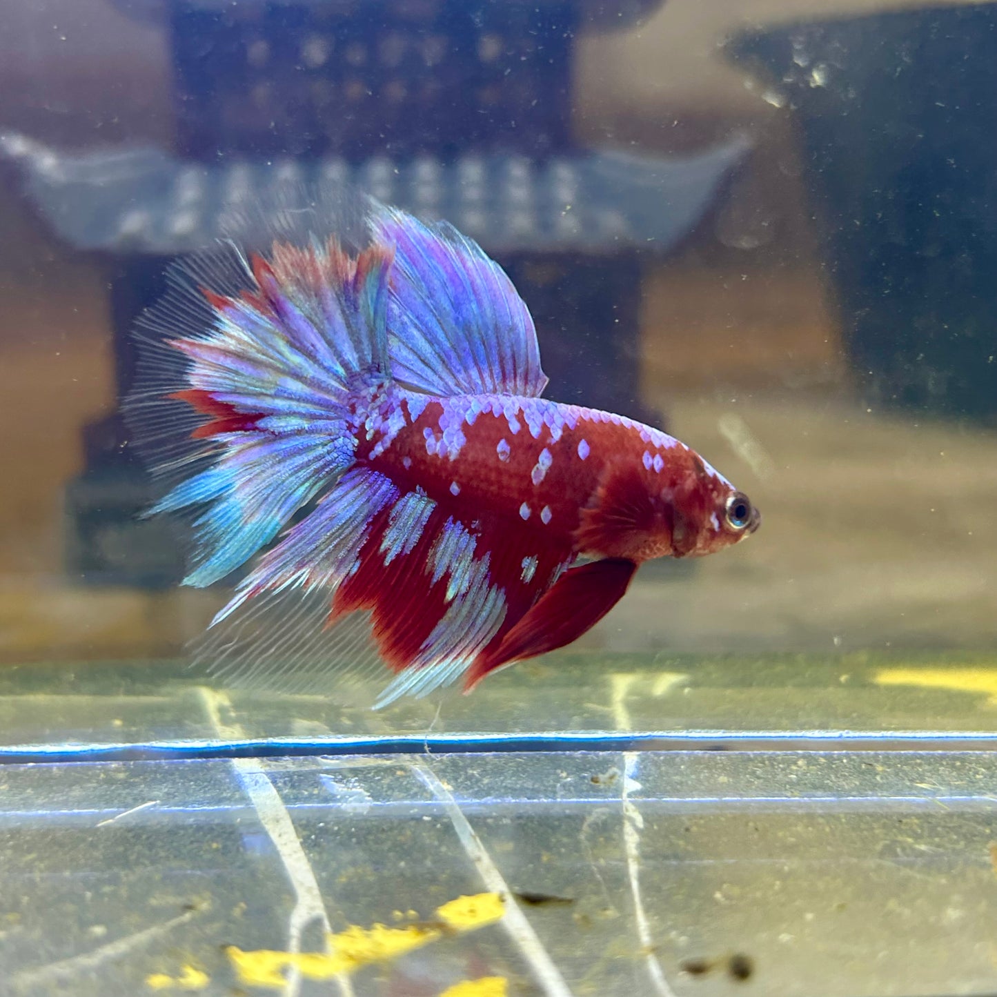 Purple Red Galaxy Halfmoon - Male Betta  037