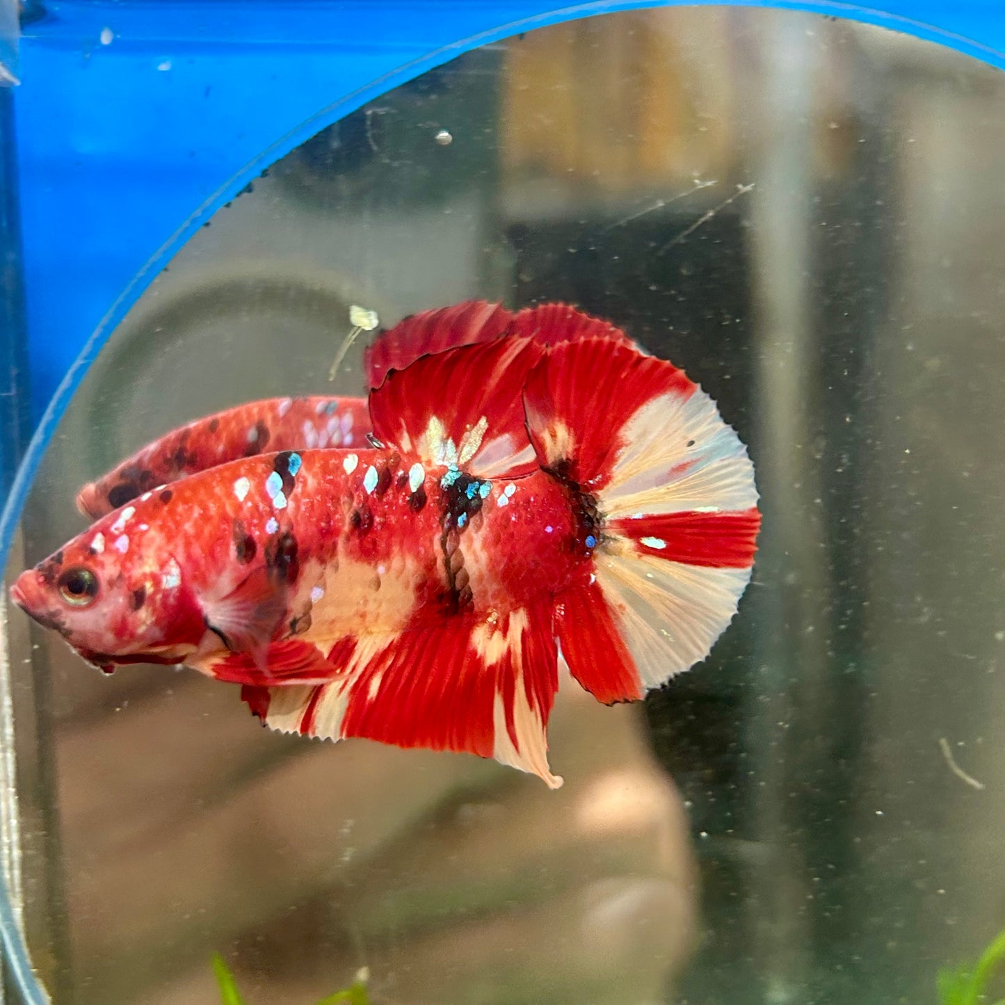 Nemo Koi Galaxy Plakat  - Male Betta 156